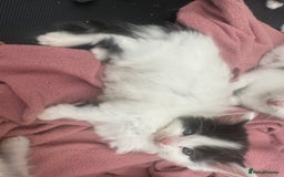 Mixed Breed cats for sale: Kittens - Image 3
