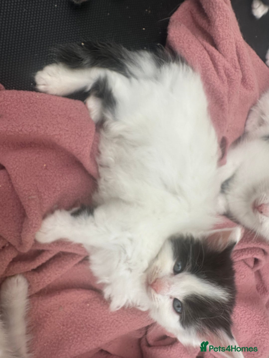 Mixed Breed cats for sale: Kittens - Image 3