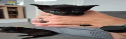 Mixed Breed cats for sale: Kittens ready now 4 x boys 1 x girl - Advert 10