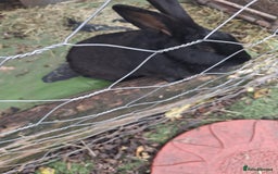 Continental Giant rabbits for sale: Black Continental Giant - Advert 3