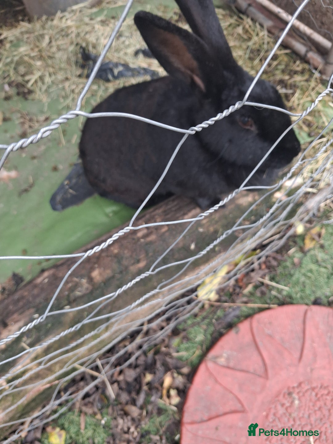 Continental Giant rabbits for sale: Black Continental Giant - Advert 3