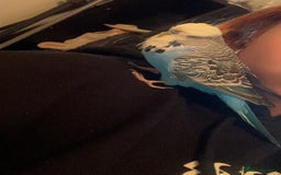 Budgerigars birds for sale: Beautiful champion blood budgie  - Image 5