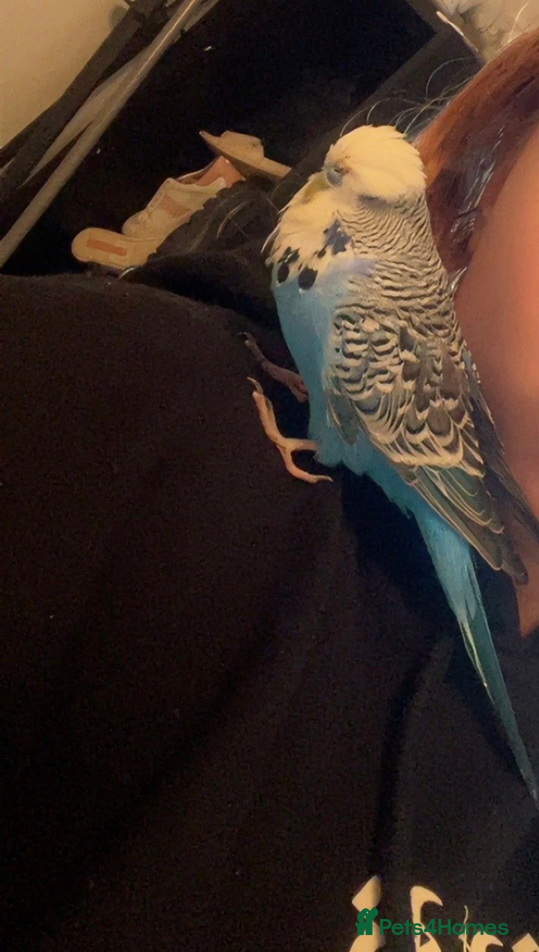 Budgerigars birds for sale: Beautiful champion blood budgie  - Image 5