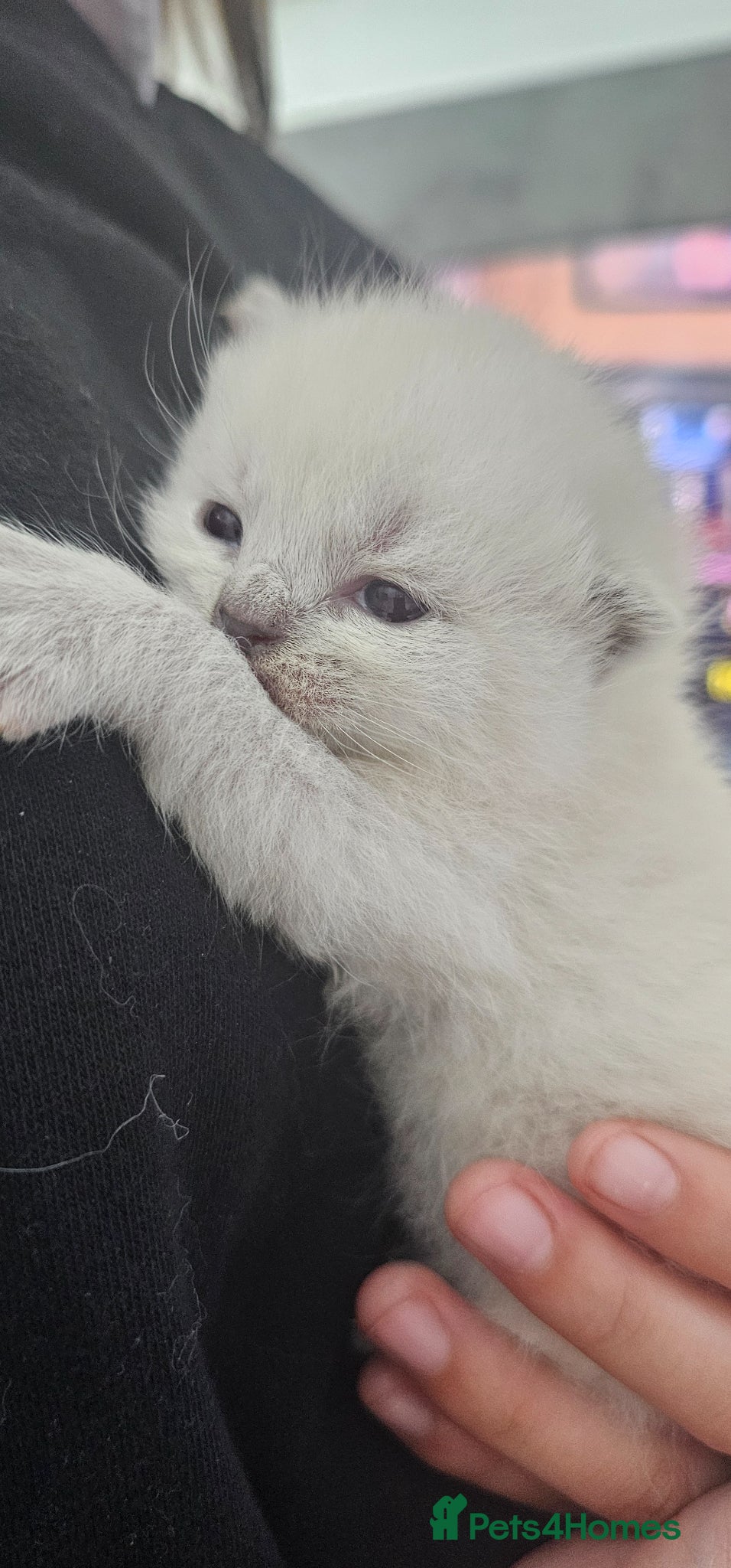 British Shorthair Kitten 3