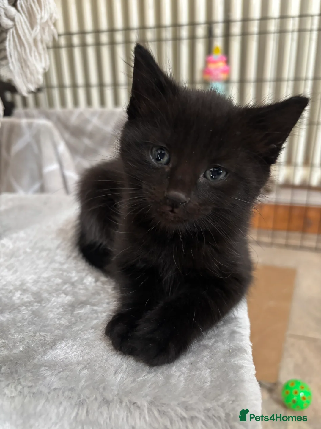 Domestic Shorthair cats for sale: Litter of kittens - Advert 11