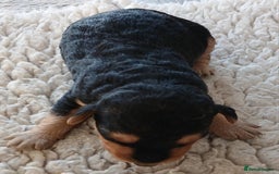 Airedale Terrier dogs for sale: Beautiful Airedale pups - Image 3
