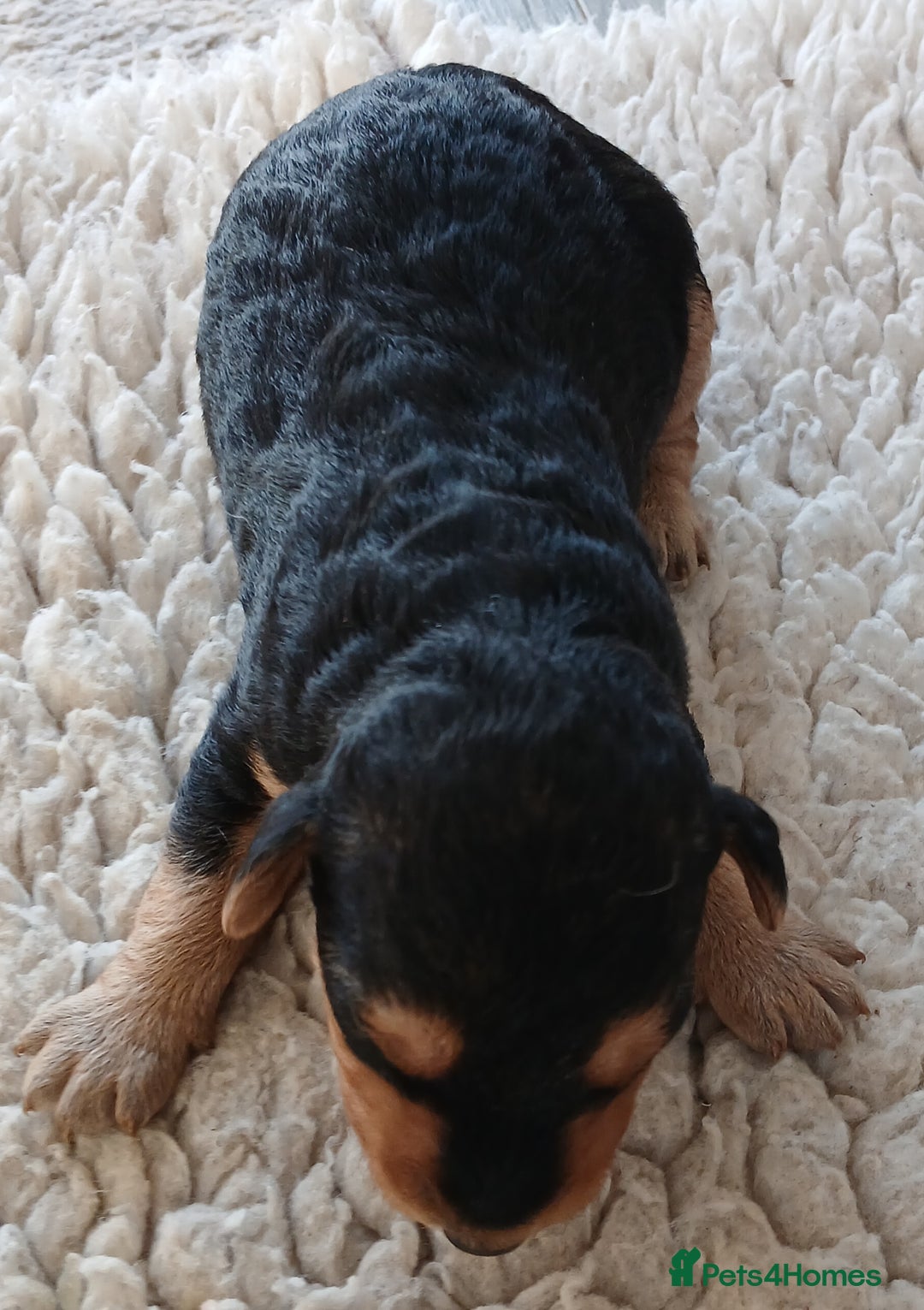 Airedale Terrier dogs for sale: Beautiful Airedale pups - Image 3