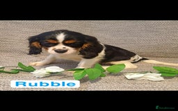 Cavalier King Charles Spaniel dogs for sale: Beautiful quality kc registered cavalier puppies  - Image 4