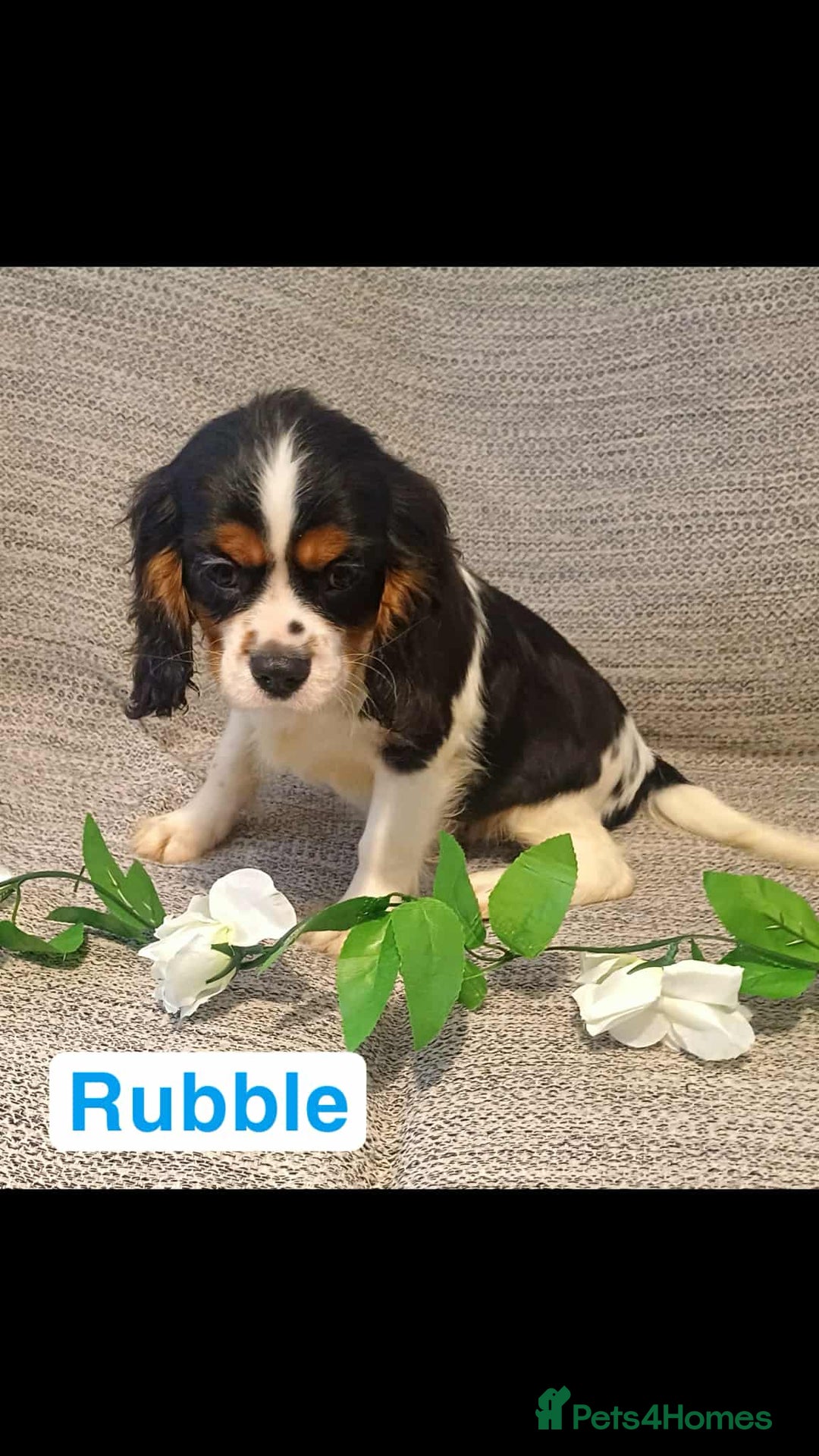 Cavalier King Charles Spaniel dogs for sale: Beautiful quality kc registered cavalier puppies  - Image 4