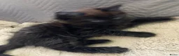 Mixed Breed cats for sale: Adorable kittens  - Advert 10