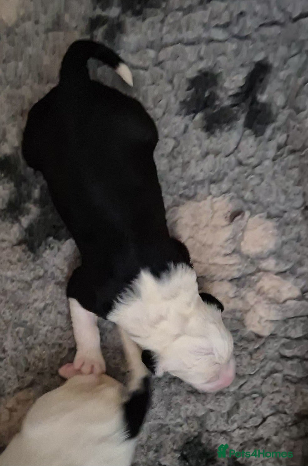 Old English Sheepdog dogs Old English Sheepdog Puppies  - Advert 1