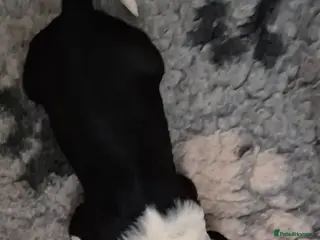 Old English Sheepdog dogs Old English Sheepdog Puppies - Advert 1