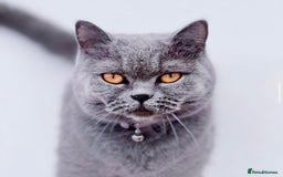 British Shorthair cats for sale: 🐾 2 Adorable Male British Shorthair Kittens🐾 - Image 7