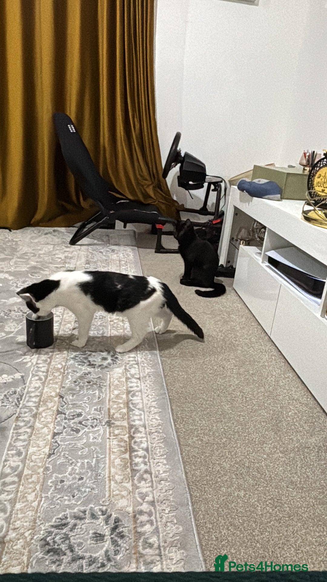 Mixed Breed cats for sale: 1 mum + 2 younger ones  - Advert 3