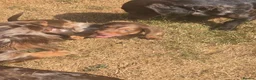 Miniature Dachshund dogs for sale: Ready Now  - Advert 16