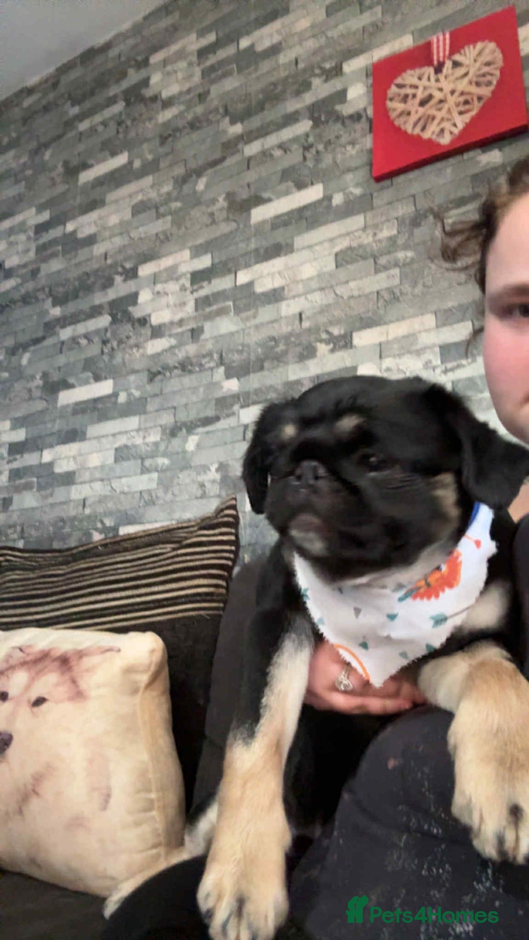 Pug dogs for sale: Scar fluffy pug - Image 22