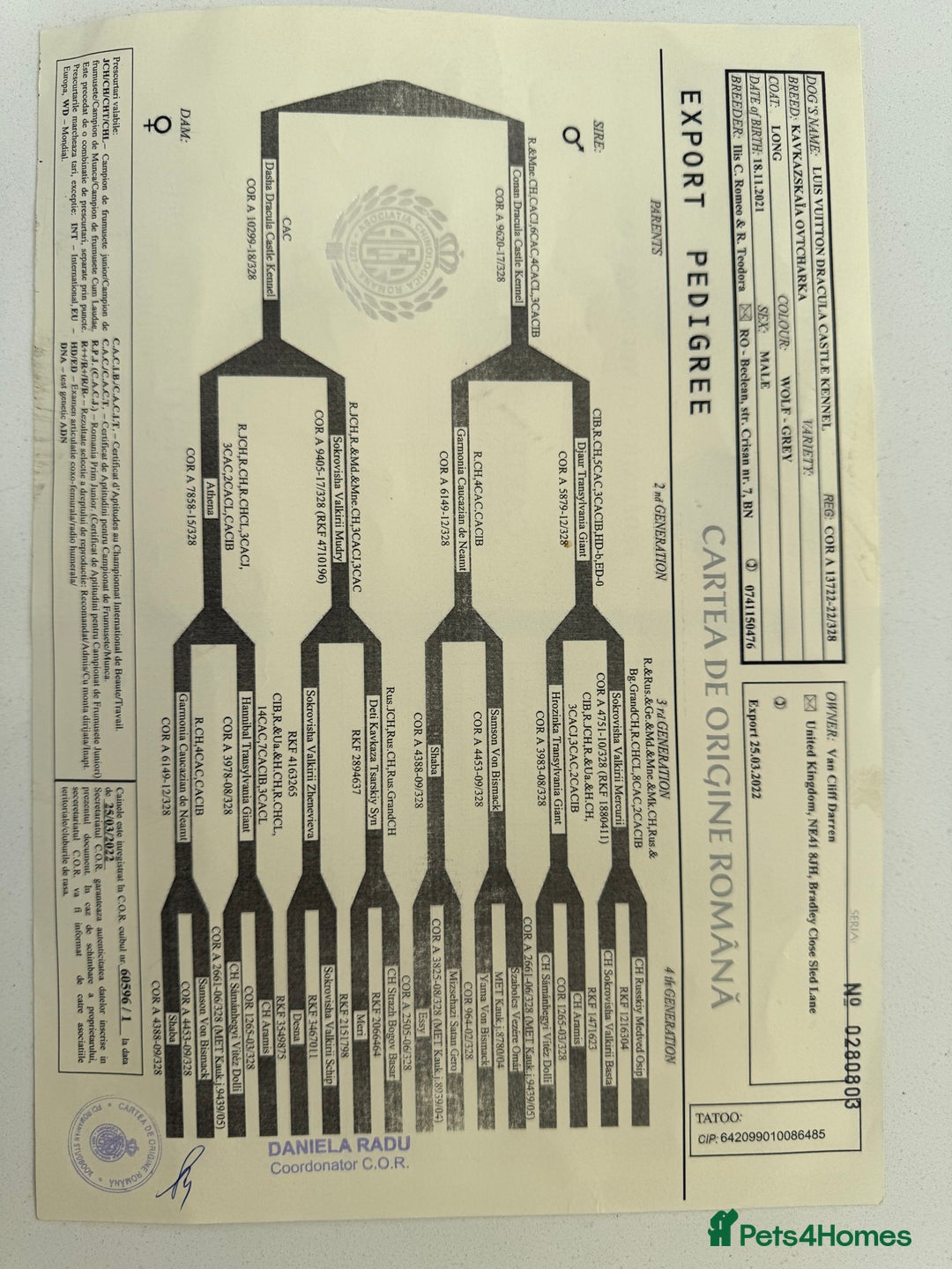 Caucasian Shepherd Dog dogs for sale: Caucasion Shepherd Puppies - Advert 13