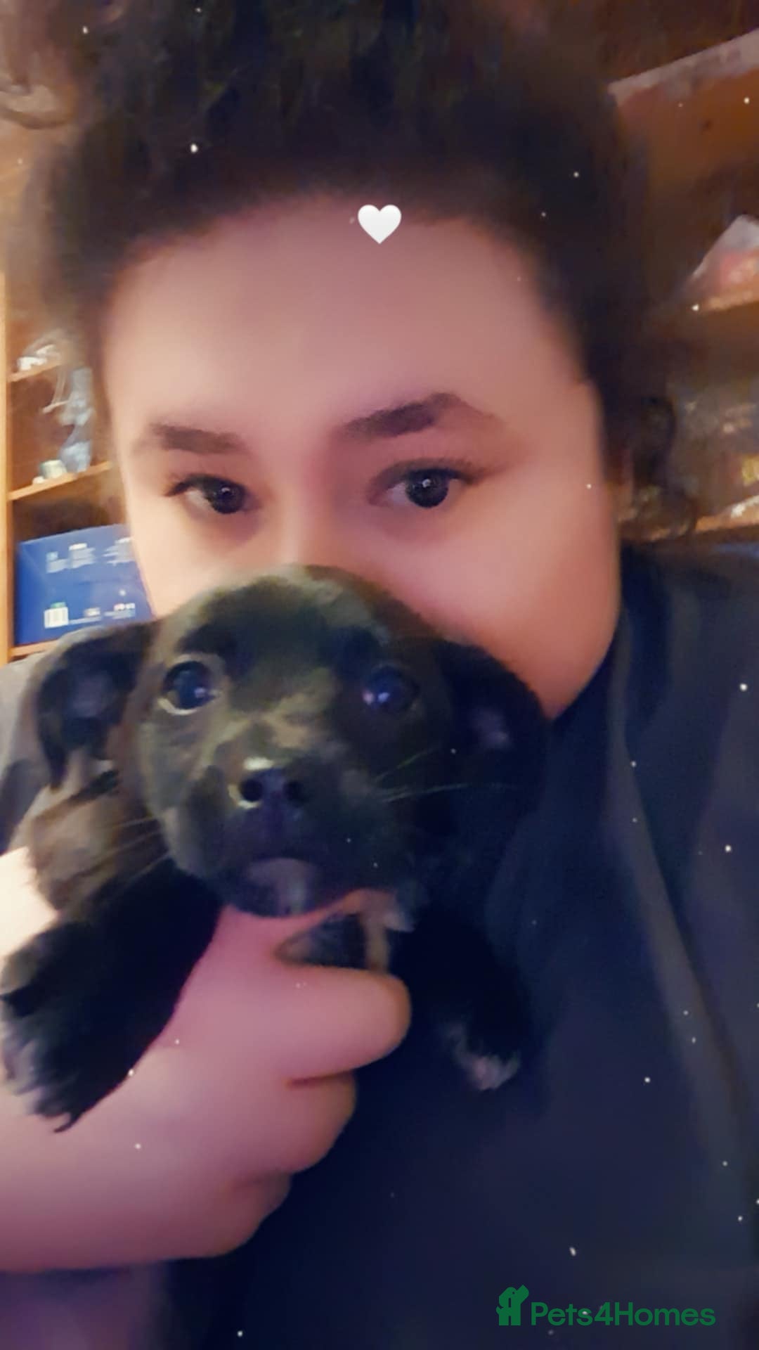 Mixed Breed dogs for sale: 3 beautiful mixed breed puppies  in High Wycombe - Image 23