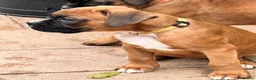 Boxer dogs for sale: READY NOW- Stunning boxer puppies - Advert 36