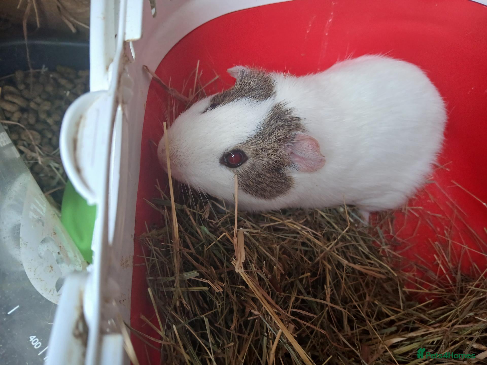 Guinea Pig rodents Baby boars for sale (REDUCED) - Advert 2