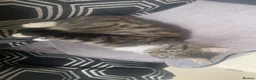 Mixed Breed cats for sale: 5 Beautiful Mixed Breed Kittens 🐾 - Advert 8