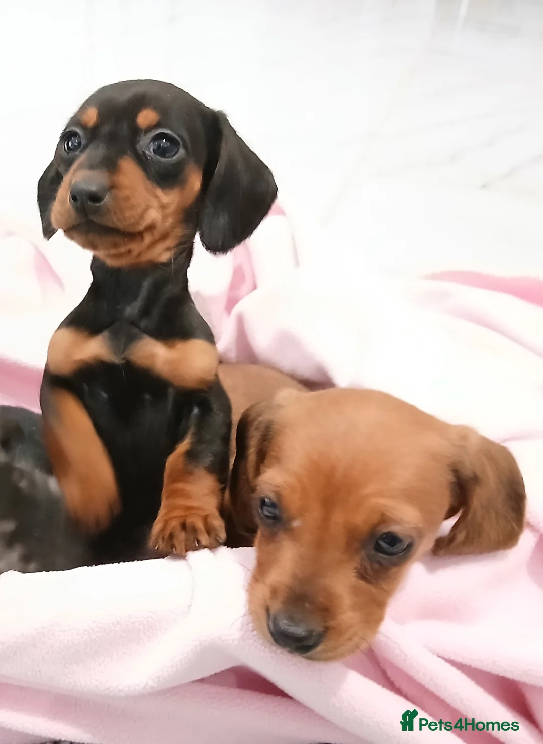 Miniature Dachshund dogs for sale: Miniature dachshund puppy's  - Advert 6