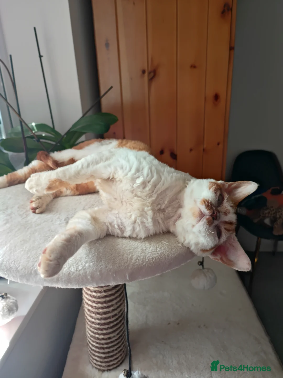 Devon Rex cats for stud: Beautiful boy in Corby - Advert 2
