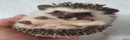 Pygmy Hedgehog rodents for sale: Full pedigree African pygmy hedgehog babies  - Advert 2