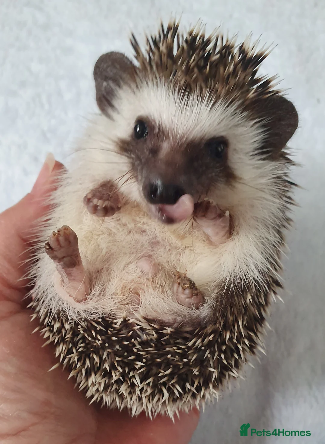 Pygmy Hedgehog rodents for sale: Full pedigree African pygmy hedgehog babies  - Advert 2