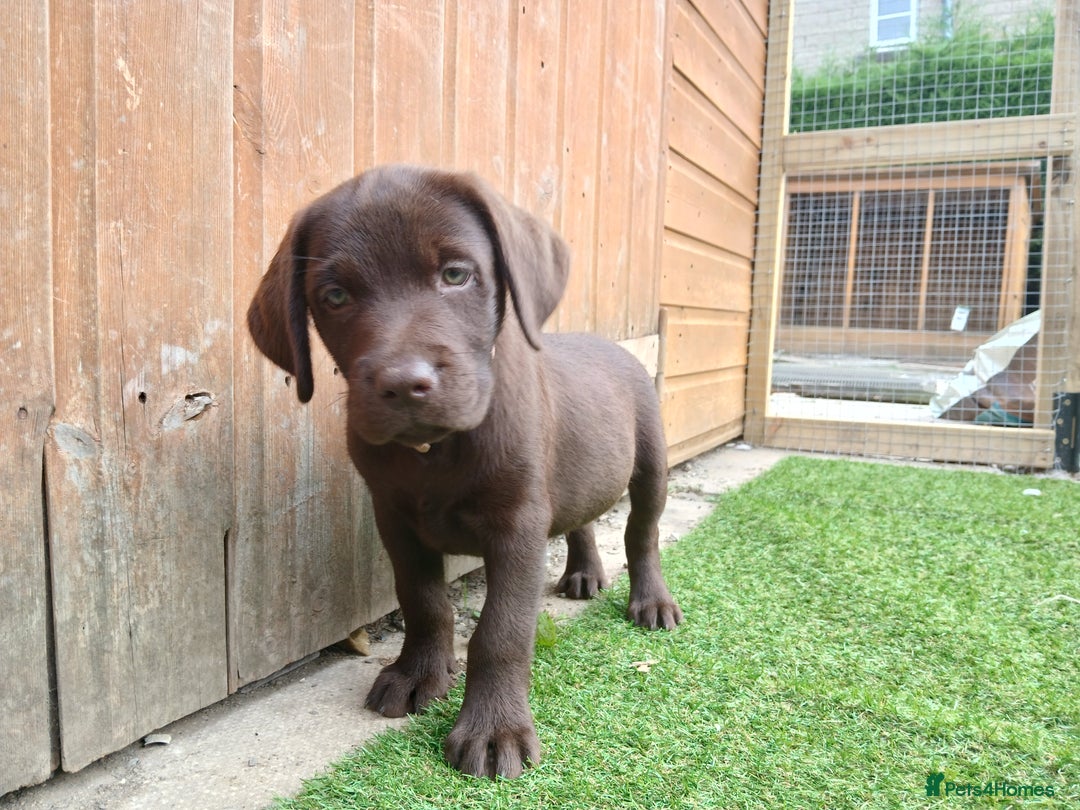 Labrador Retriever dogs for sale: **READY NOW**CHOCOLATE LAB PUPS - Image 5