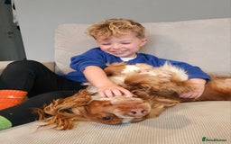 Cocker Spaniel dogs for sale: Amazing 1 year old cocker spaniel boy  - Image 7