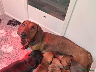 Miniature Dachshund dogs for sale: Miniature Dachshund Puppies For Sale - Advert 1