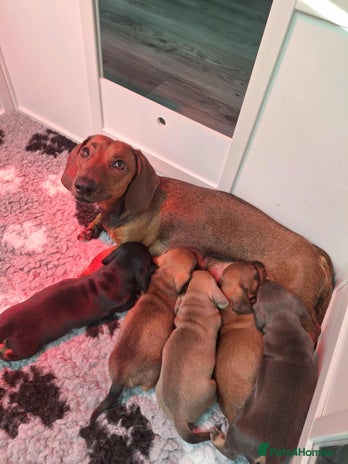 Miniature Dachshund dogs Miniature Dachshund Puppies For Sale - Advert 1