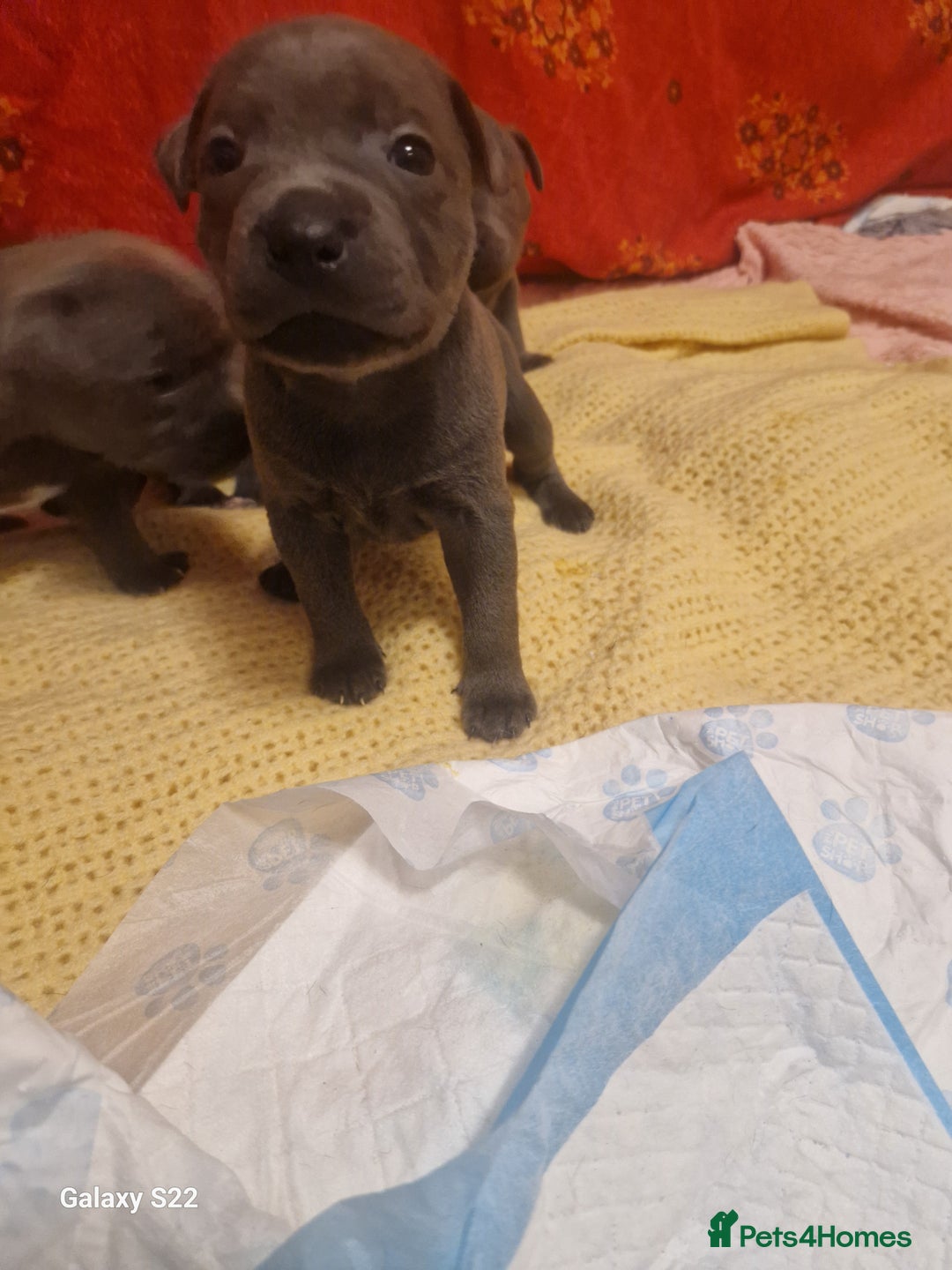 Staffordshire Bull Terrier dogs for sale: PIRO X PHARAON BLUE PUPS - Advert 16