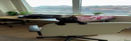 Mixed Breed cats for sale: Layl  - Advert 3