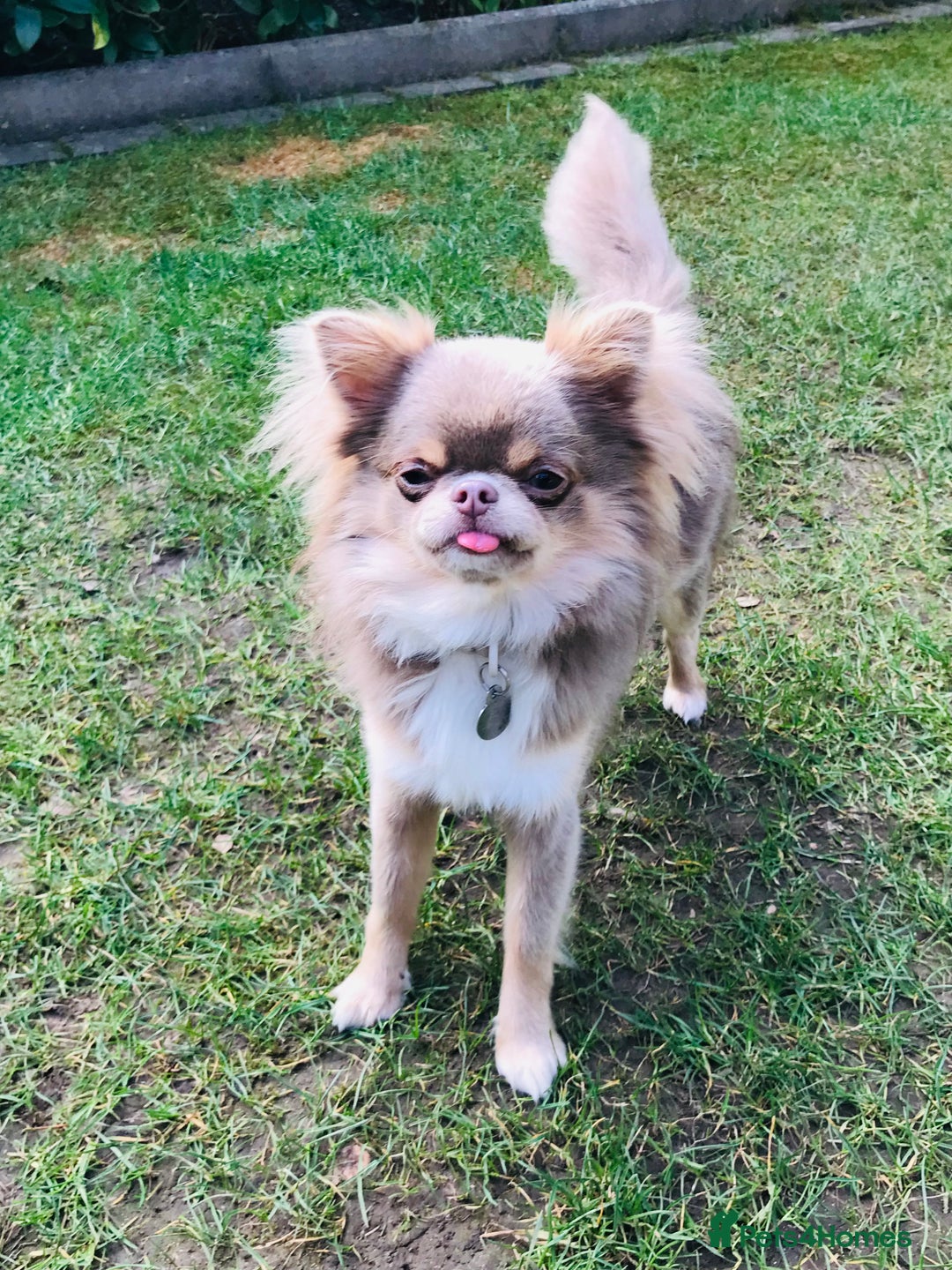 Chihuahua dogs for stud: Adorable long coat Chihuahua with 4 generations ❤️ in Dorchester - Image 7