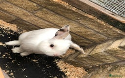 Mixed Breed rabbits for sale: Friendly Rabbit - Image 3
