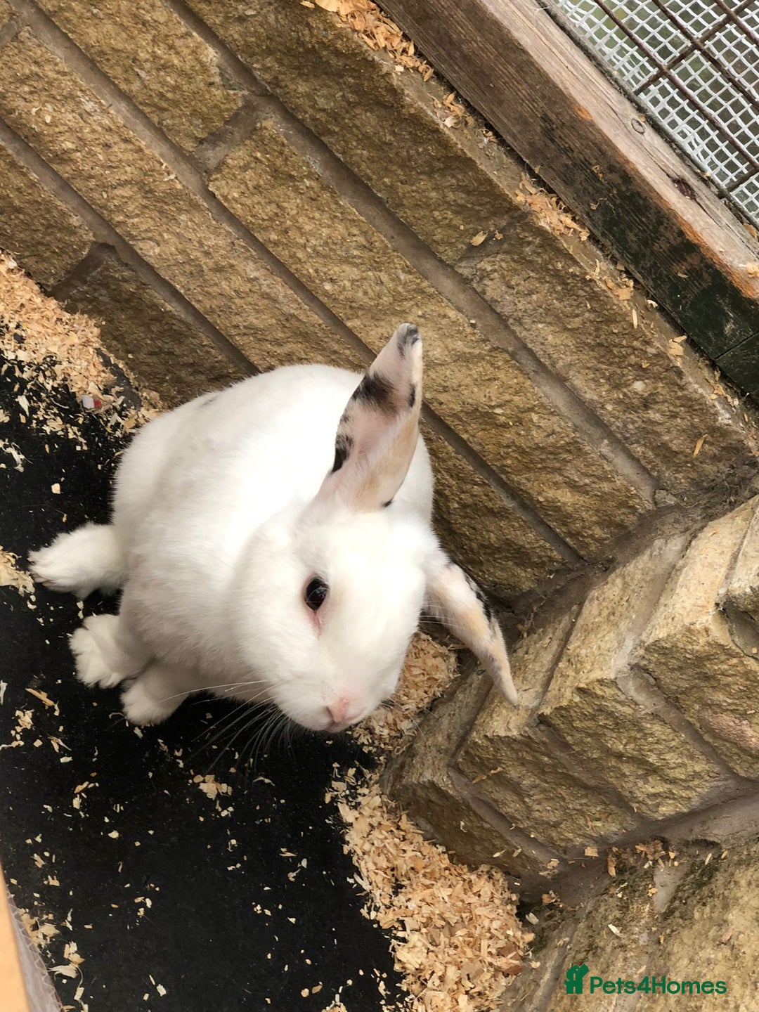 Mixed Breed rabbits for sale: Friendly Rabbit - Image 3