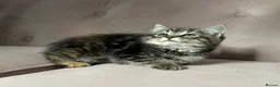 Mixed Breed cats for sale: Part Maine Coon kitten, ready - Advert 5
