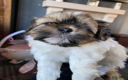 Shih Tzu dogs for sale: Stunning Shih Tzu boy - Image 9
