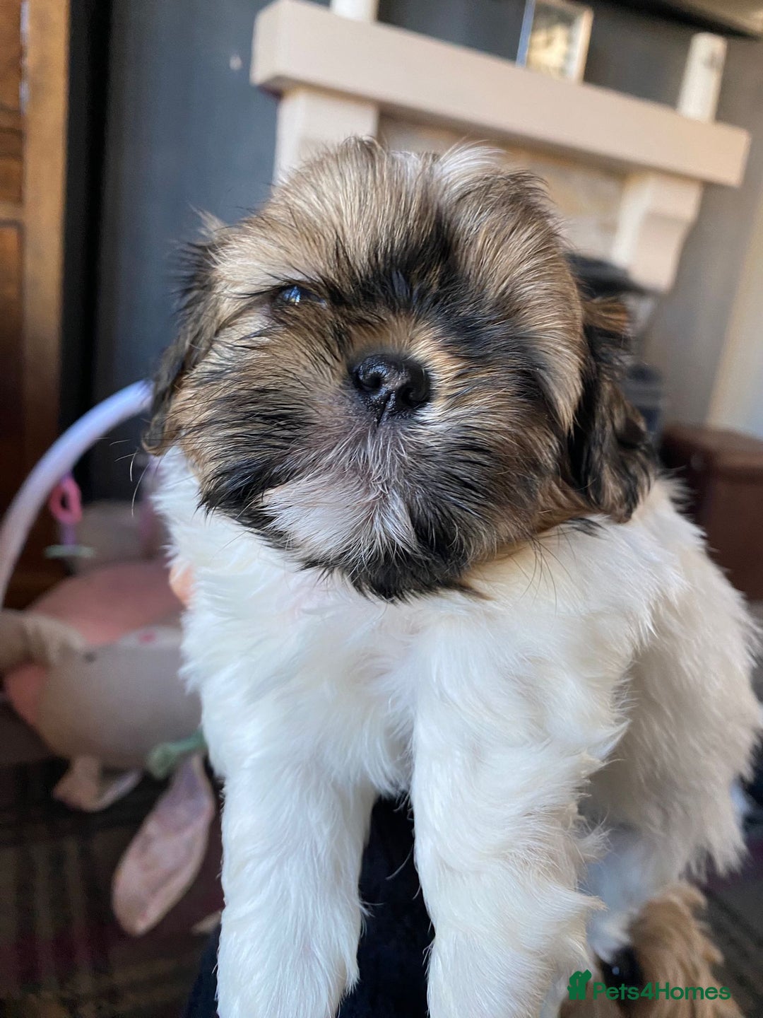 Shih Tzu dogs for sale: Stunning Shih Tzu boy - Image 9