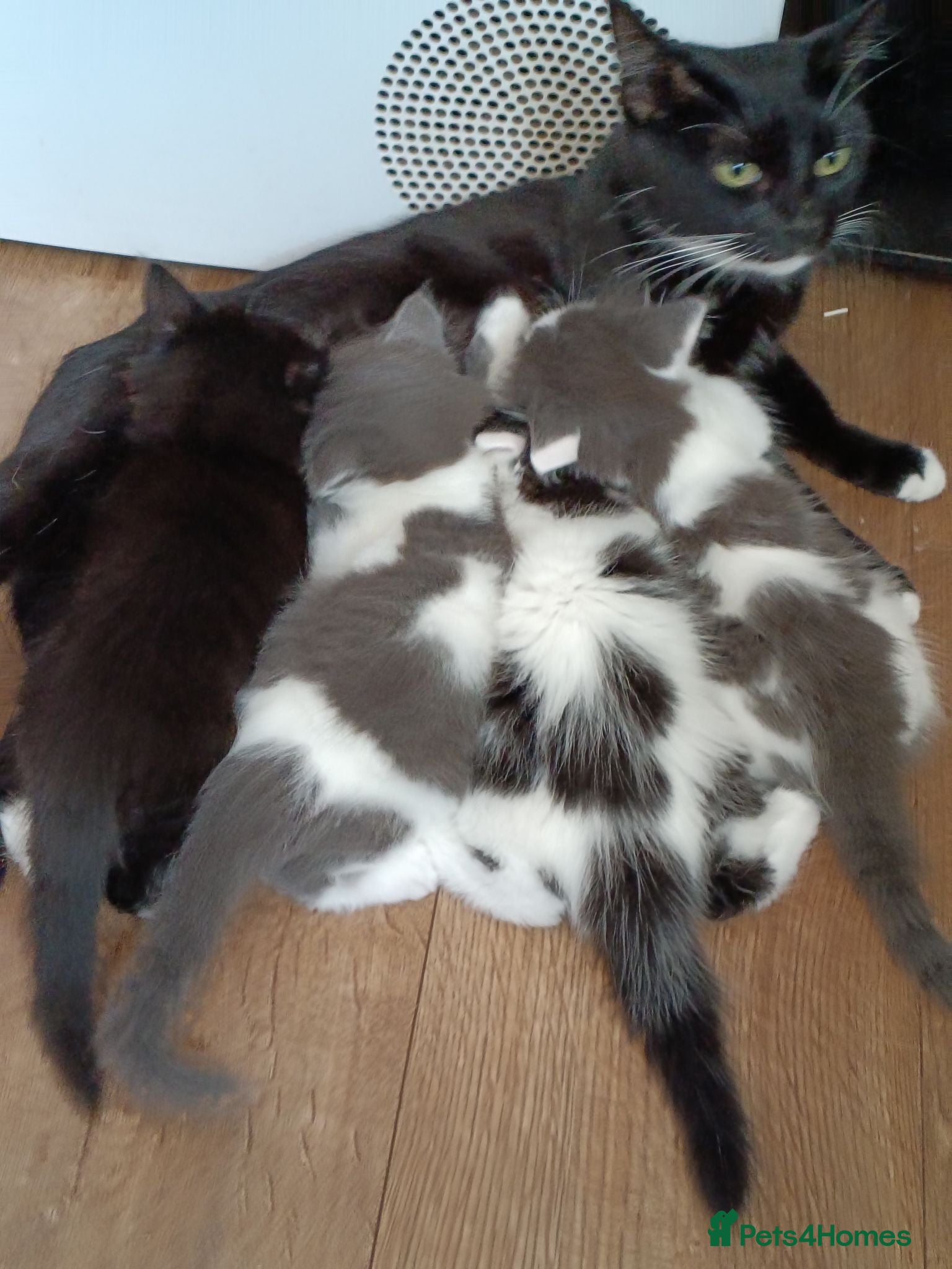 Mixed Breed cats Kittens for sale - Advert 1