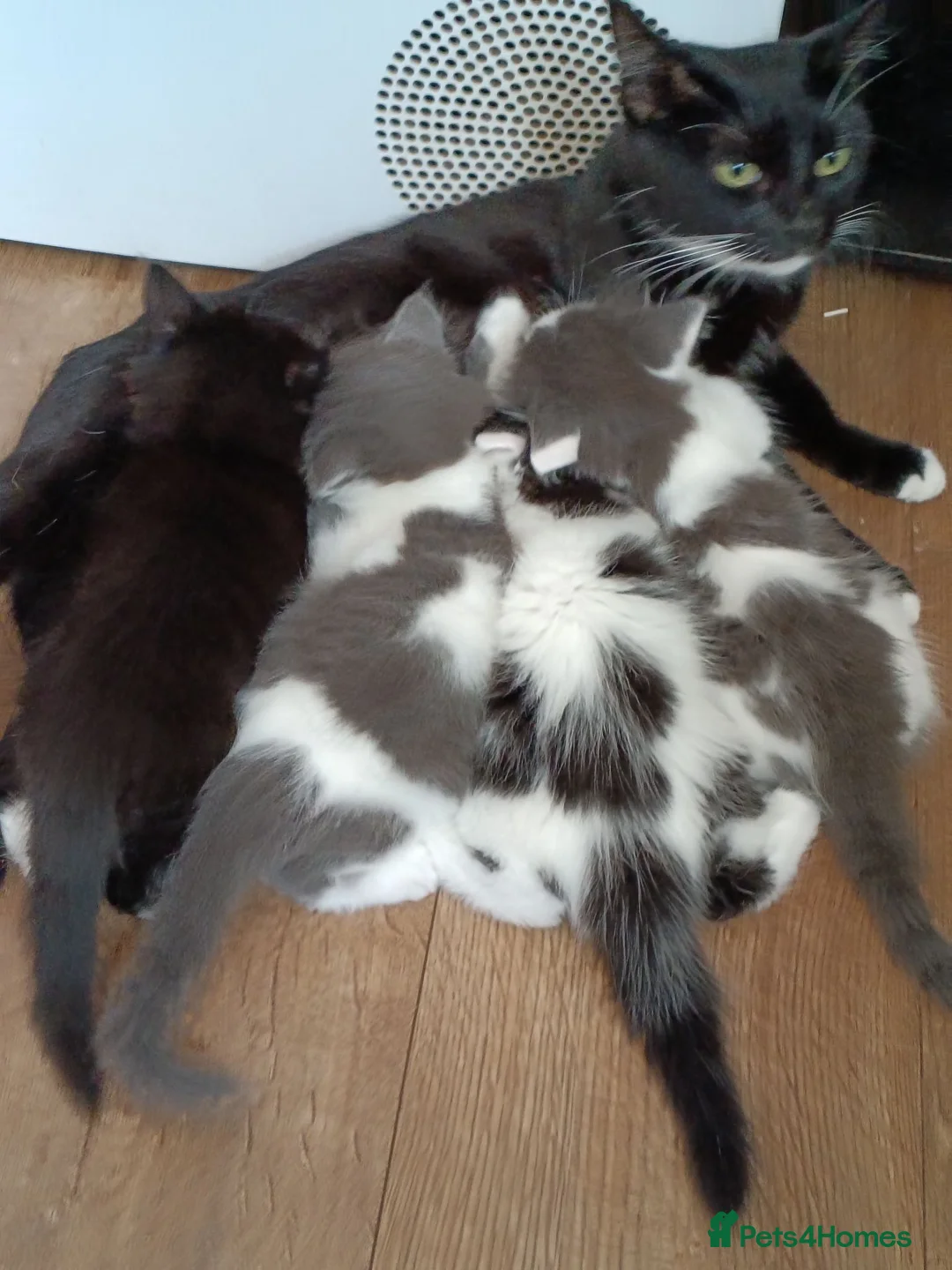 Mixed Breed cats for sale: Kittens for sale - Advert 1