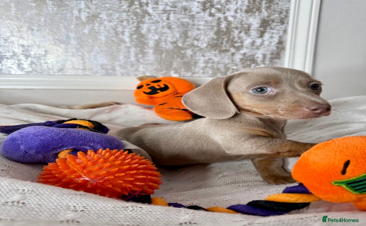 Miniature Dachshund dogs - Advert 9