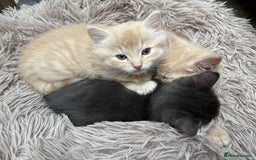 Bengal cats for sale: Bengal Mixed Litter - 2 Ginger & 1 Blue/Grey - Image 17