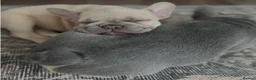 French Bulldog dogs for sale: Awesome Family-raised French bulldog puppies - Advert 3