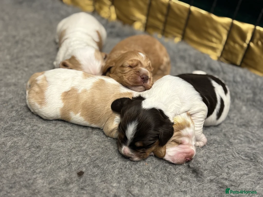 Cocker Spaniel dogs for sale: ✨ Cocker Spaniel Puppies ✨ - Advert 13