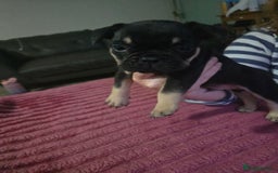 French Bulldog dogs for sale: French bull dog Puppies - Image 1