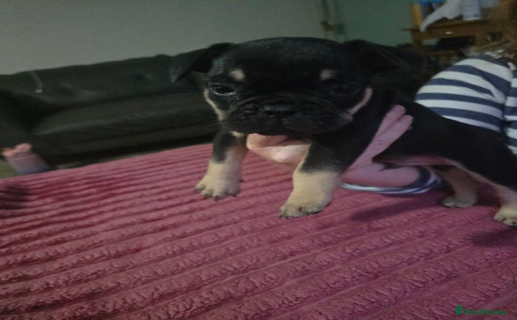 French Bulldog dogs - Advert 13