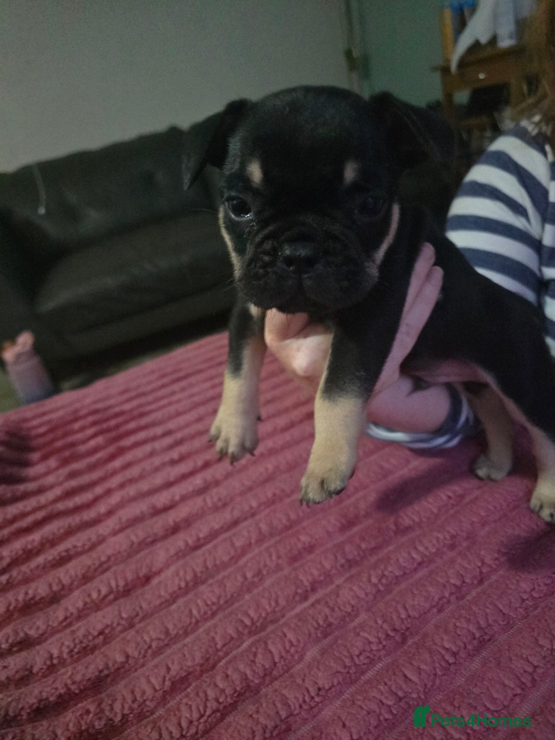 French Bulldog dogs for sale: French bull dog Puppies - Image 1